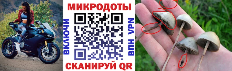Псилоцибиновые грибы Psilocybe  shop клад  Аркадак 